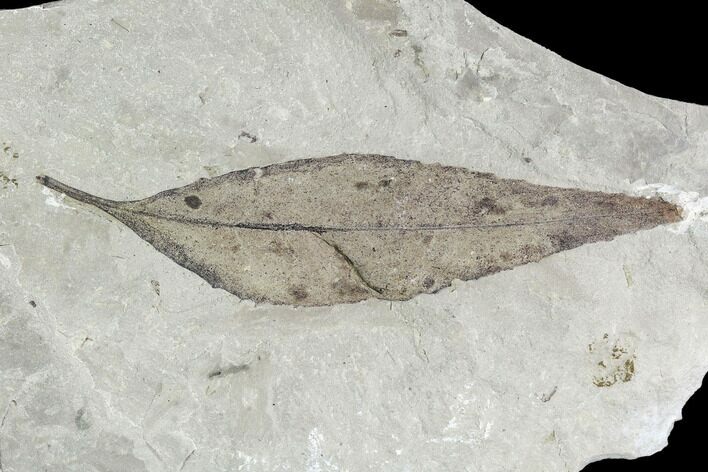 Fossil Leaf (Populus Tidwellii) - Green River Formation, Utah #110360